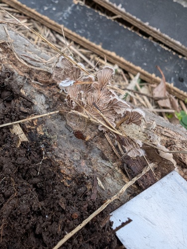 Schizophyllum commune