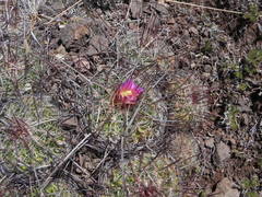 Echinofossulocactus spinosus