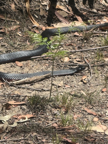 Red-bellied Black Snake sighting