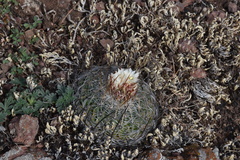 Echinofossulocactus spinosus