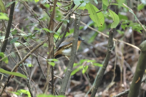 iNaturalist image