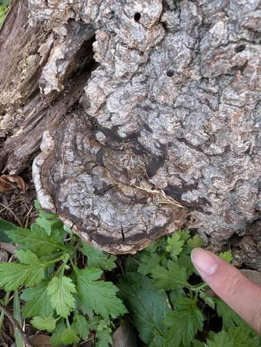 Ganoderma applanatum