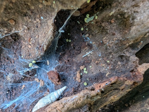 Chlorosplenium chlora