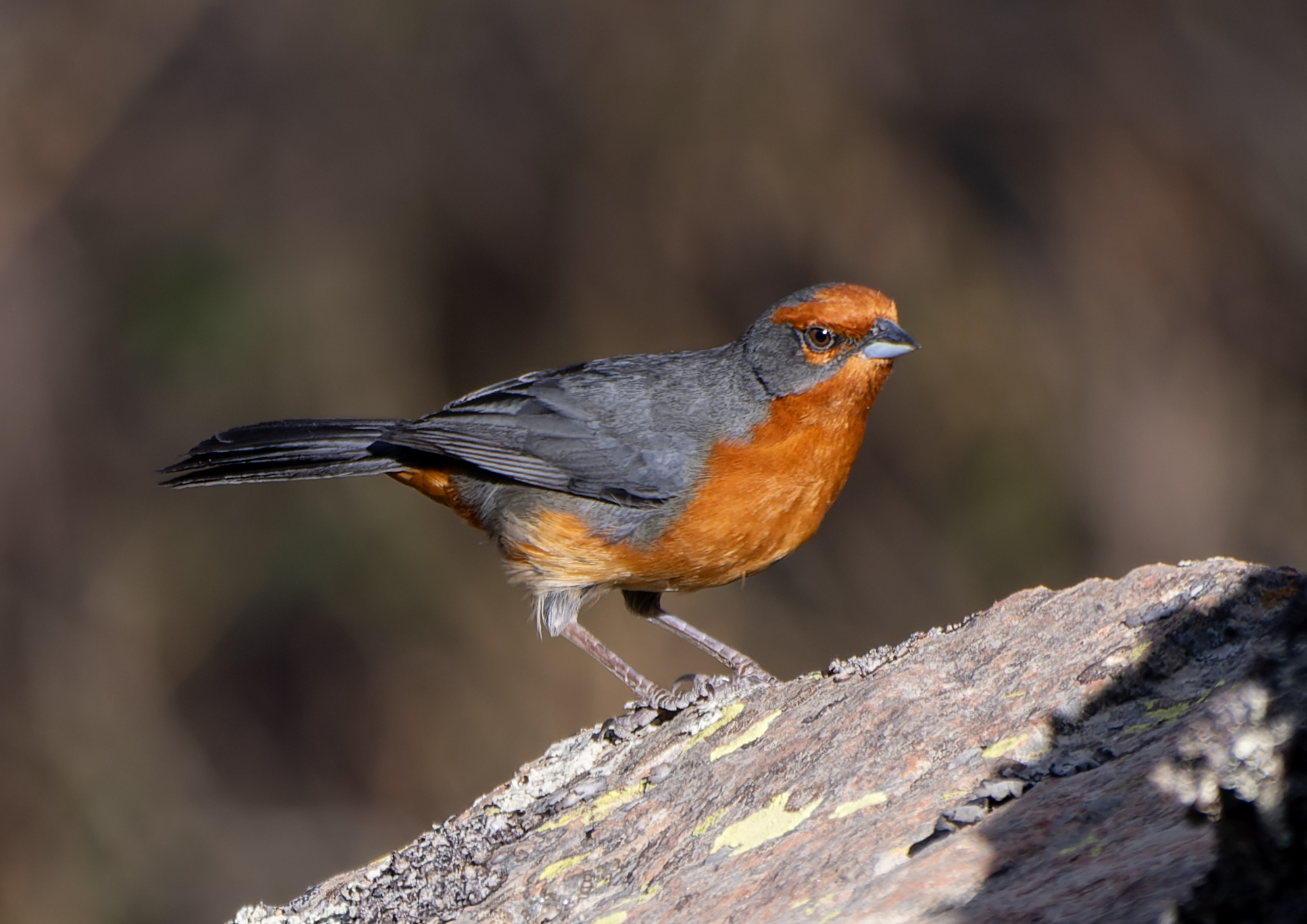 Cochabamba Mountain Finch (Poospiza garleppi), photo 1