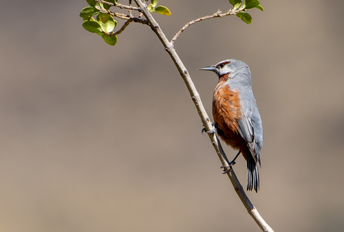 Giant Conebill (Conirostrum binghami), photo 4