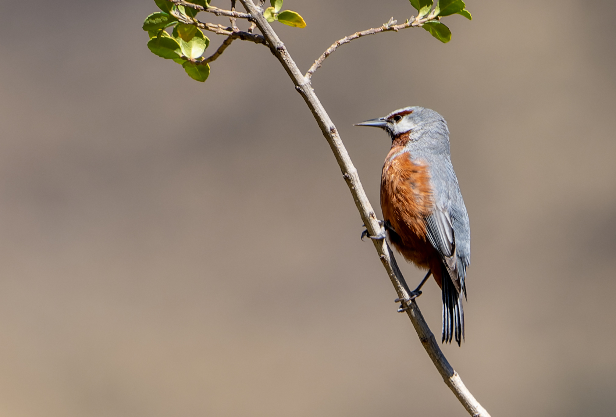 Giant Conebill (Conirostrum binghami), photo 2