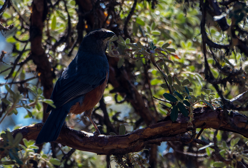 Rufous-bellied Mountain Tanager (Pseudosaltator rufiventris), photo 8