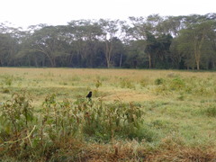 Myrmecocichla aethiops