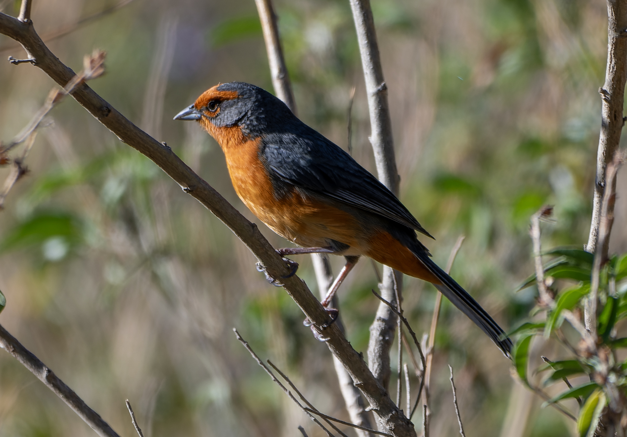 Cochabamba Mountain Finch (Poospiza garleppi), photo 5