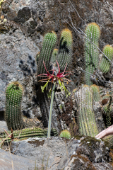 (c) David F. Belmonte, some rights reserved (CC BY) Hippeastrum cybister, photograph (c) David F. Belmonte, some rights reserved (CC BY)