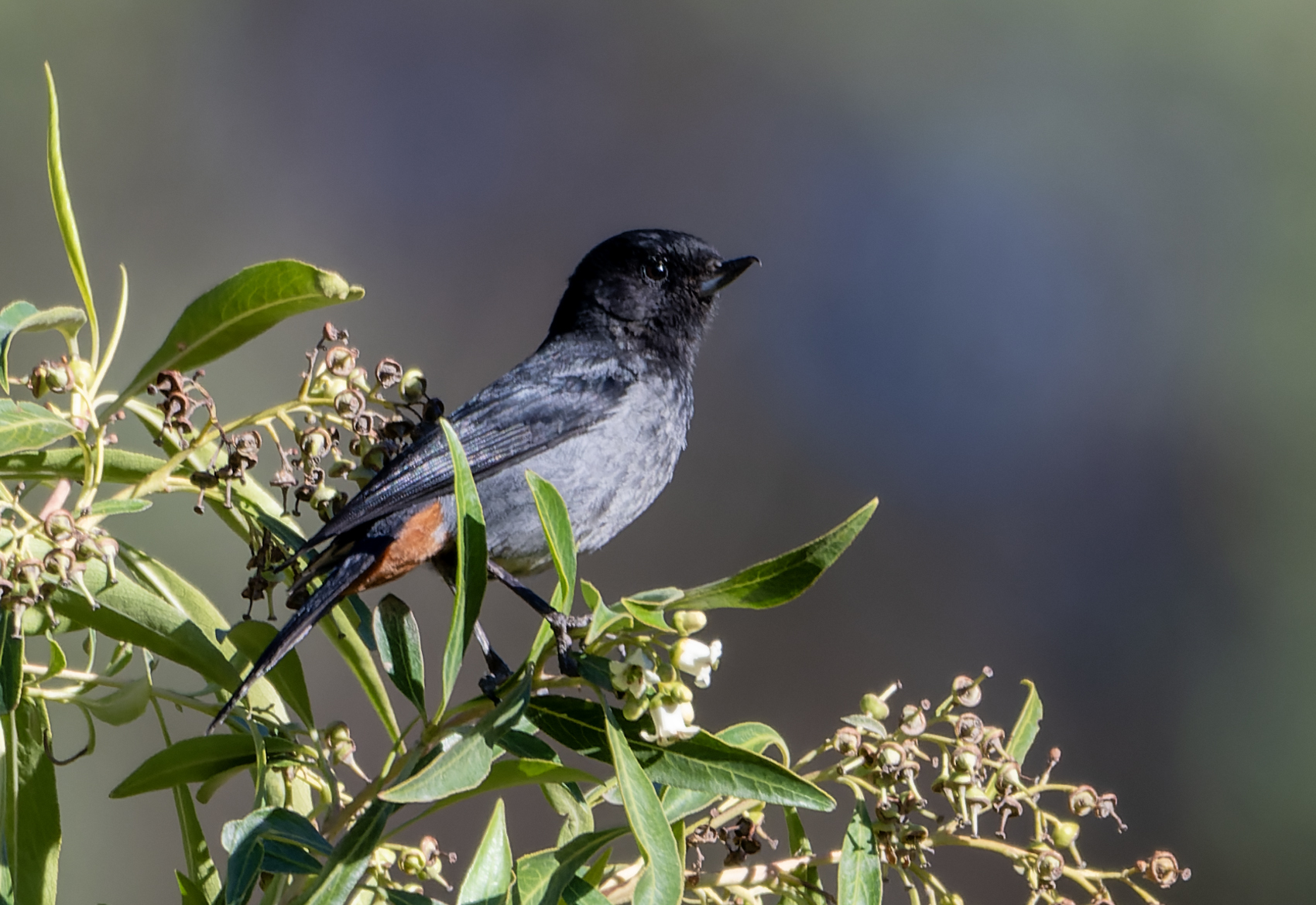 Grey-bellied Flowerpiercer (Diglossa carbonaria), photo 1