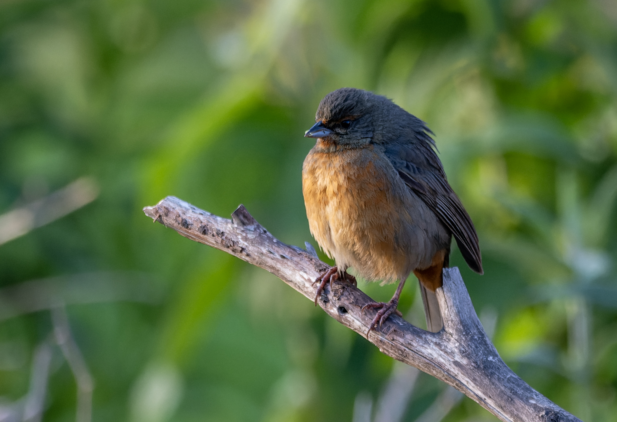 Cochabamba Mountain Finch (Poospiza garleppi), photo 2