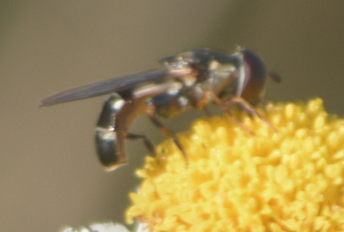 Unknown species found near Lakeshore Preserve, Madison, WI, USA