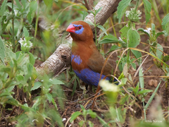 Granatina ianthinogaster