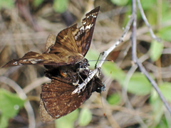 Ephyriades zephodes
