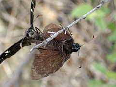 Ephyriades zephodes