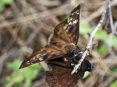 Ephyriades zephodes