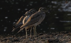 Burhinus