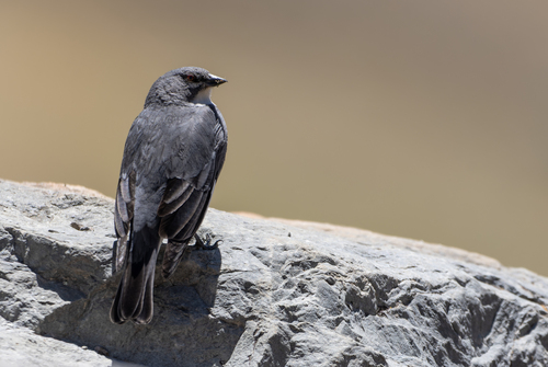 Glacier Finch (Idiopsar speculifer), photo 10