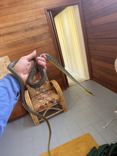 Common Tree Snake sighting