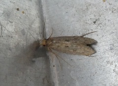 Lindera tessellatella