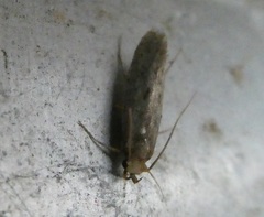 Lindera tessellatella