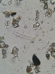 Cercidospora caudata