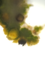 Cercidospora caudata