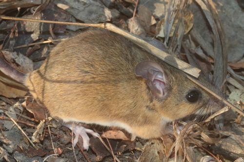 Gleaning Deermouse (Peromyscus spicilegus)