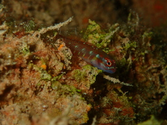 Spotted Fringefin Goby photo 3