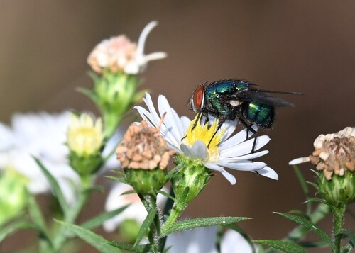 Unknown species found near Missouri, US