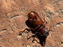 Neandra marginicollis