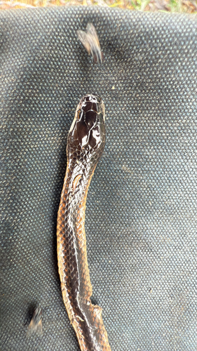 Black-backed Hooded Snake sighting