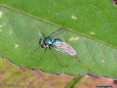Condylostylus armipes