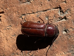 Neandra marginicollis