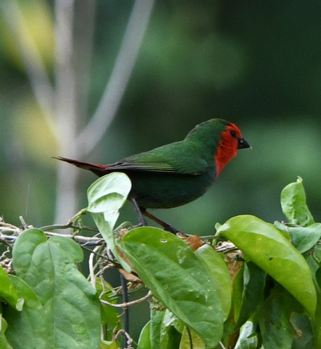 Red-throated Parrotfinch (Erythrura psittacea)