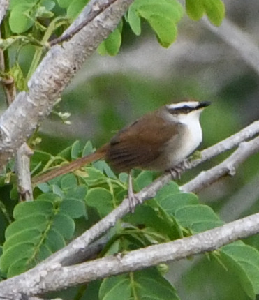 New Caledonian Thicketbird (Cincloramphus mariae), photo 2