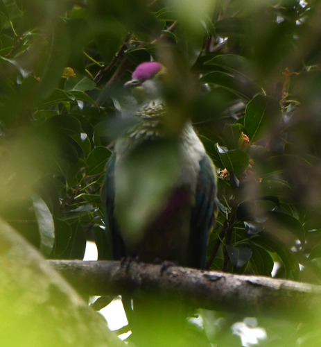 Red-bellied Fruit Dove (Ptilinopus greyi), photo 3