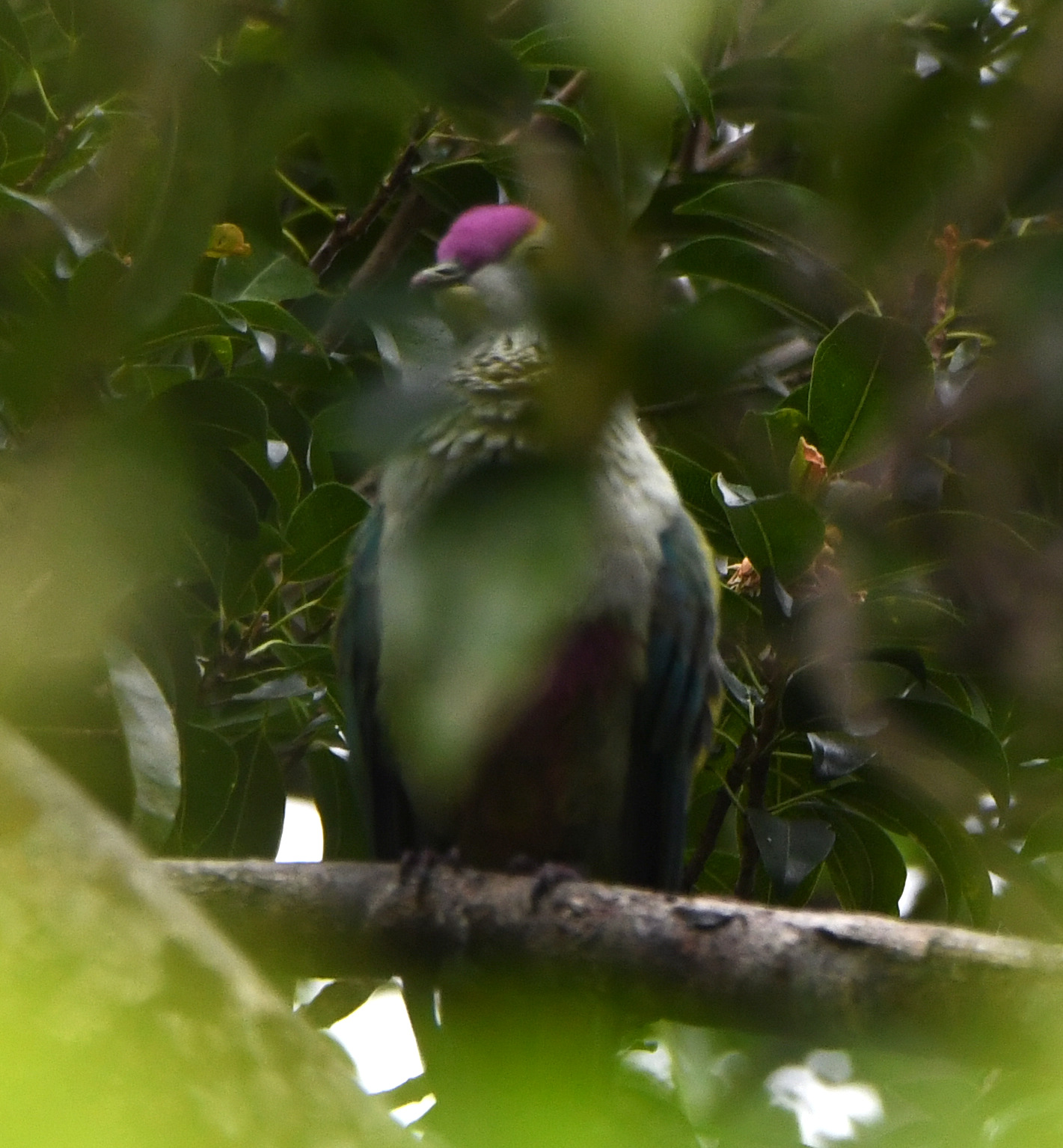 Red-bellied Fruit Dove (Ptilinopus greyi), photo 3