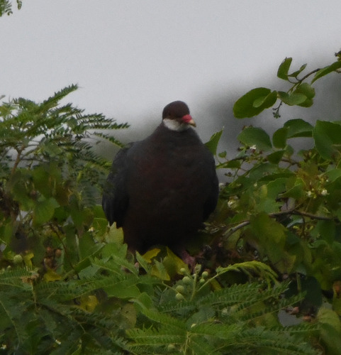 Metallic Pigeon (Columba vitiensis), photo 4