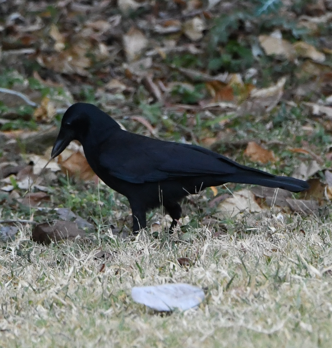 New Caledonian Crow (Corvus moneduloides), photo 2