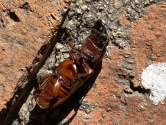 Neandra marginicollis