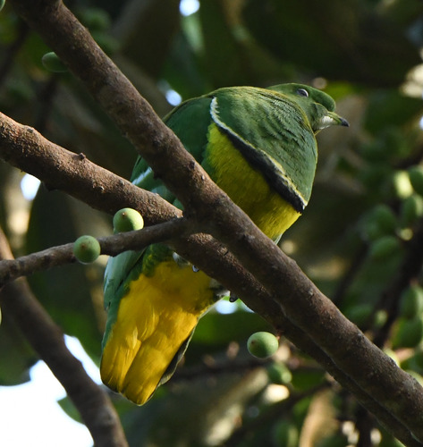 Cloven-feathered Dove (Ptilinopus holosericea), photo 3