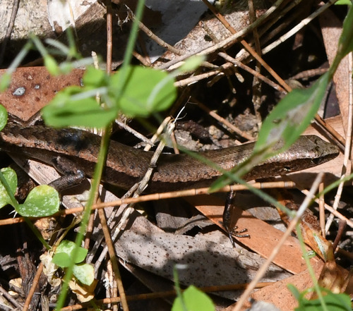 Common Litter Skink, Caledoniscincus austrocaledonicus