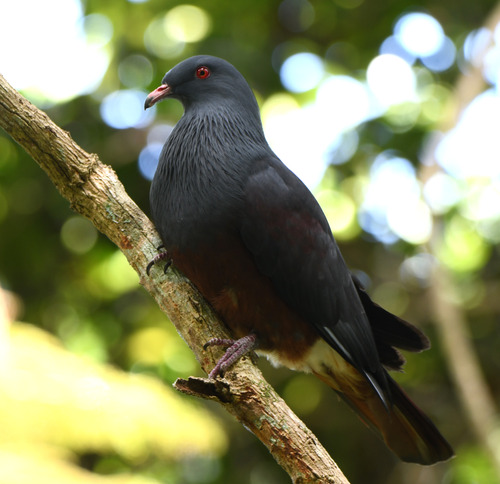 Goliath Imperial Pigeon (Ducula goliath)