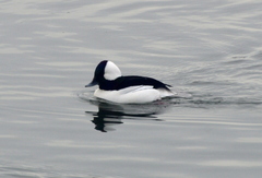 Bucephala albeola