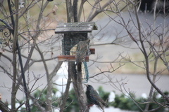 Sturnus vulgaris