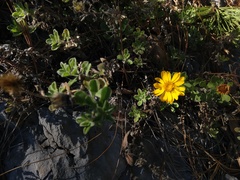 Heterotheca mucronata