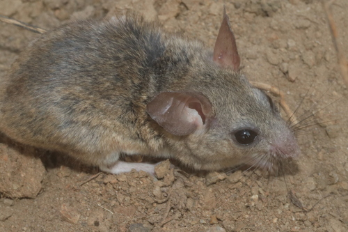 Merriam's Deermouse (Peromyscus merriami)