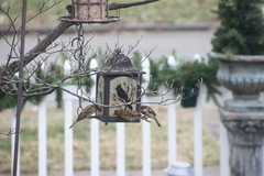 Passer domesticus